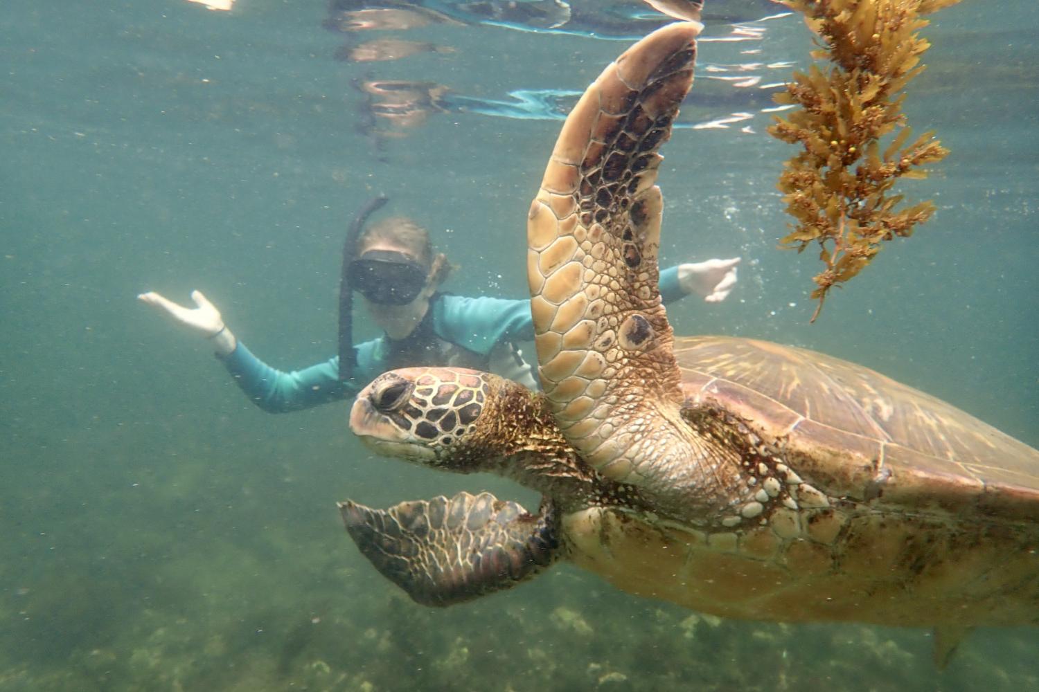 一名<a href='http://vmp7.lfkgw.com'>bv伟德ios下载</a>学生在Galápagos群岛游学途中与一只巨龟游泳.